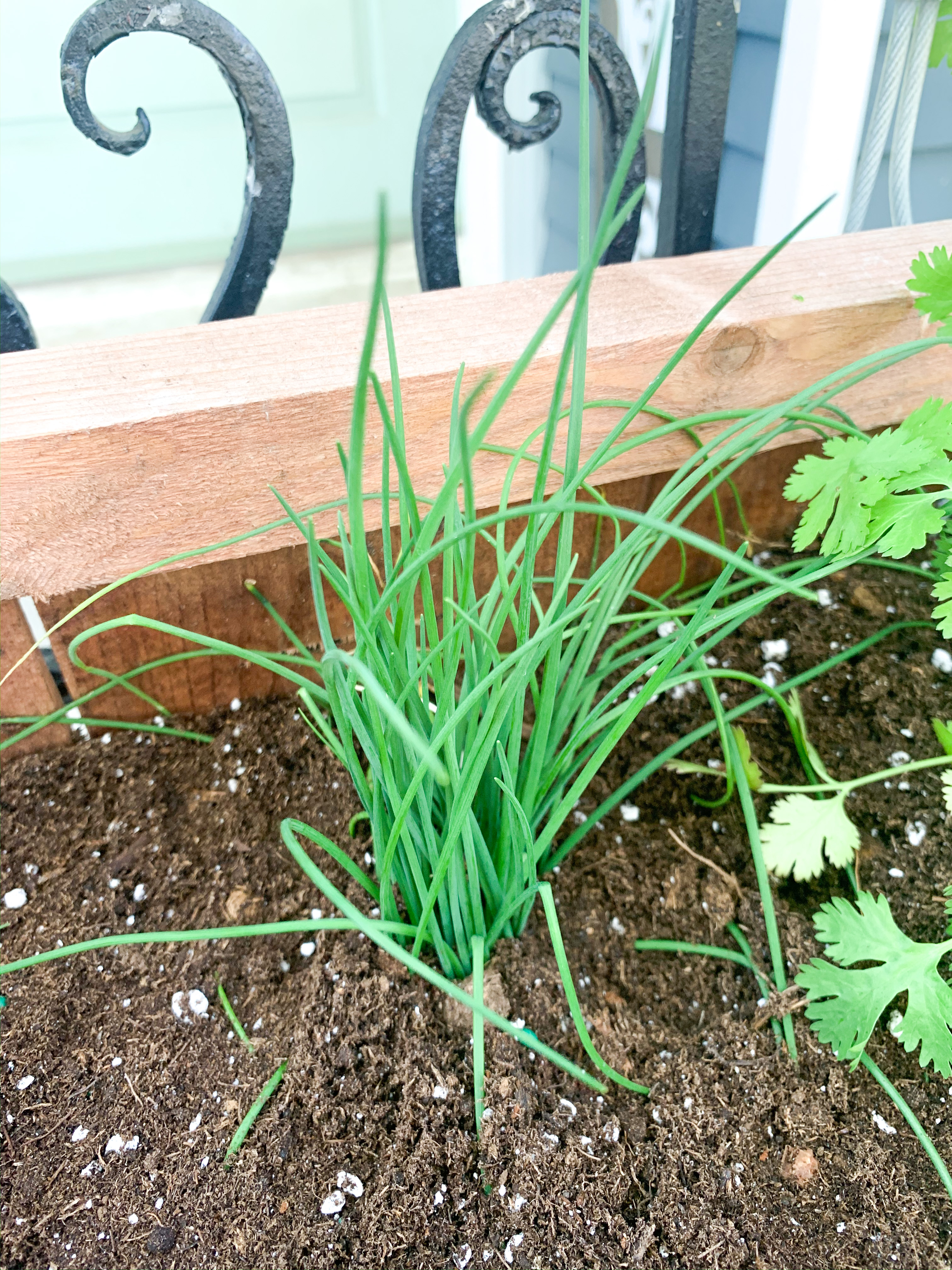 chives herb planter
